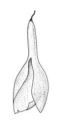 Entosthodon radians, calyptra. Drawn from A.J. Fife 5882, CHR 104422.
 Image: R.C. Wagstaff © Landcare Research 2019 CC BY 3.0 NZ